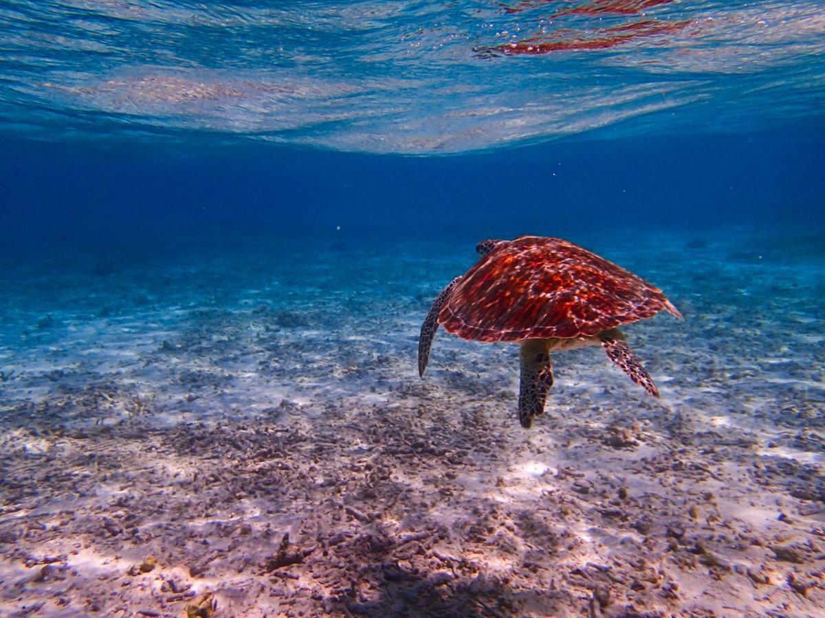 Отель Мальдивы Biyadhoo Island